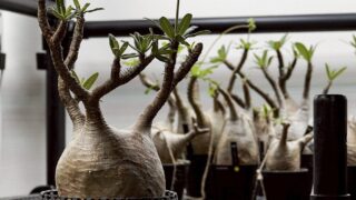 CODE - コレクトプランツ