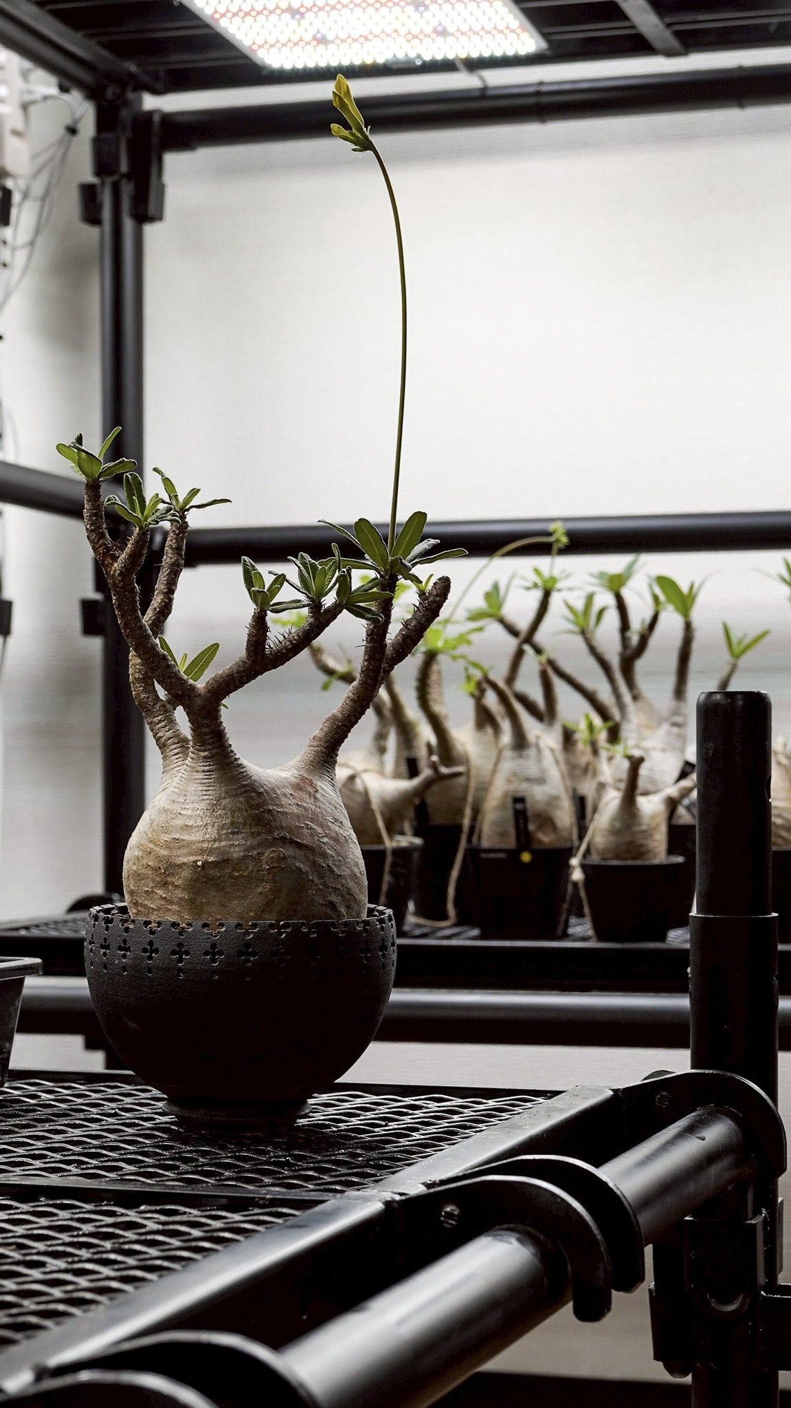 CODE - コレクトプランツ