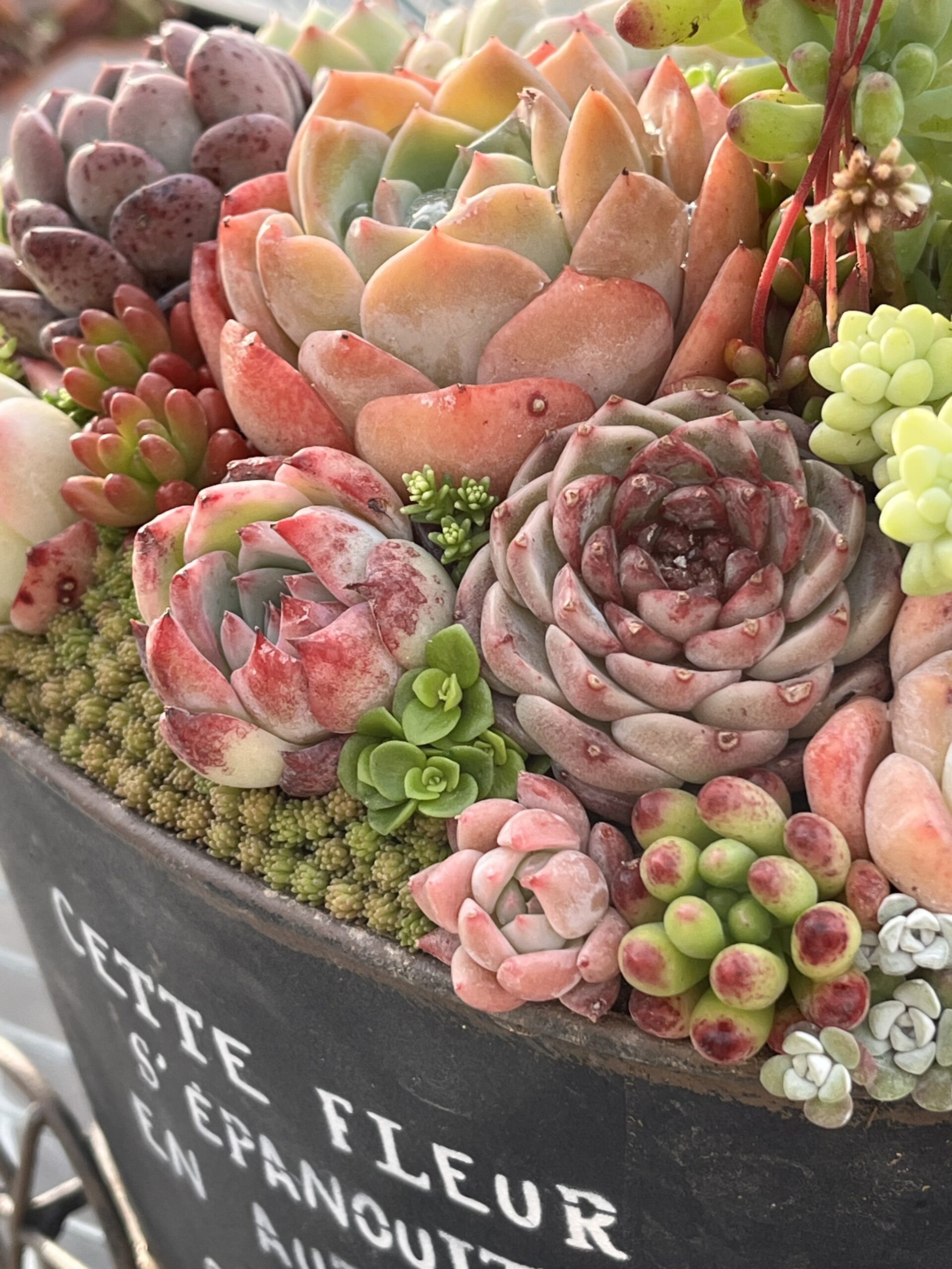専用コーナー　多肉植物 IMG_2440-けい-scaled.jpeg