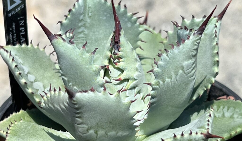 bonbonero kobe agave shop ボンボネロ　神戸アガベ bonbonero kobe agave shop ボンボネロ 神戸アガベ bonbonero