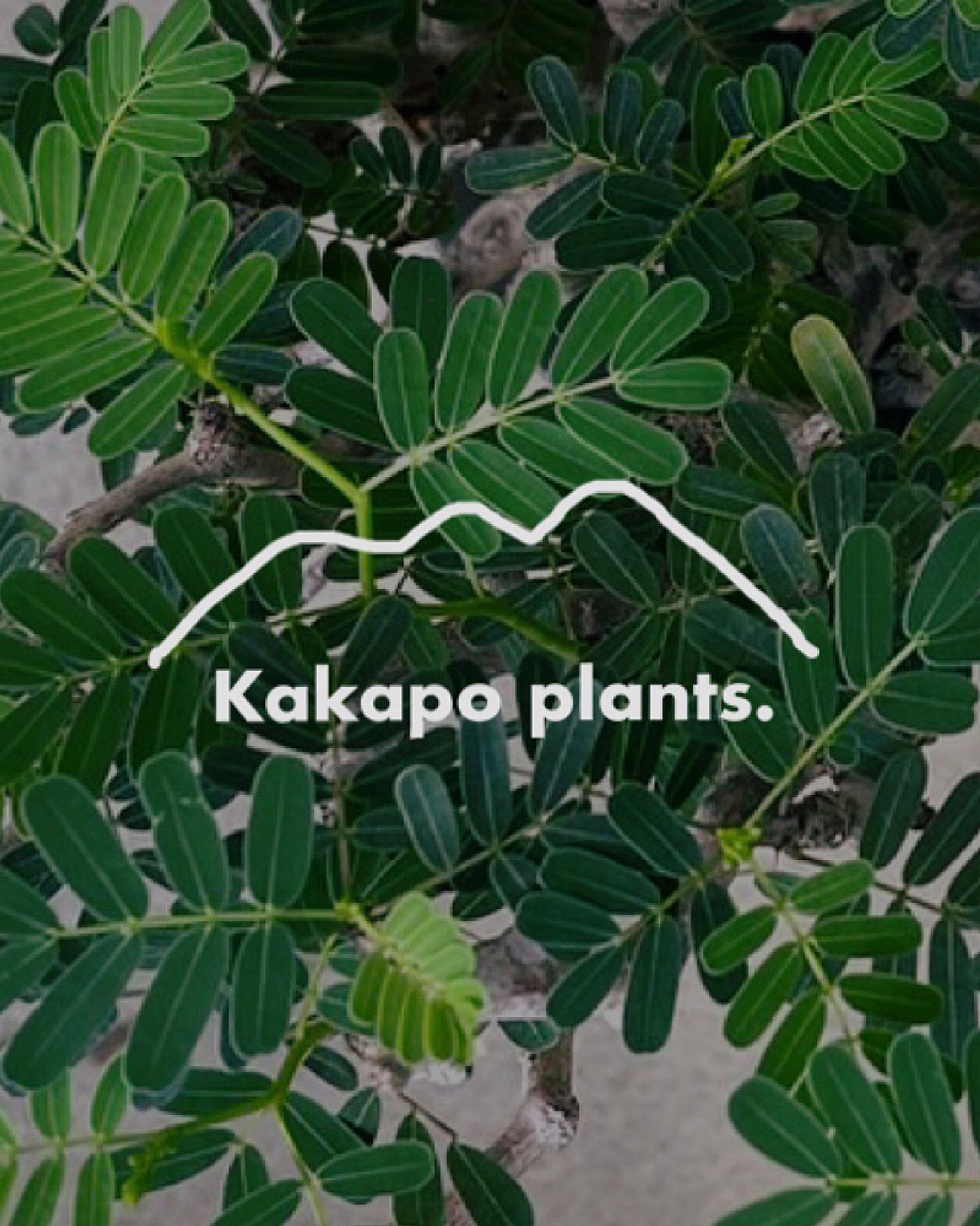 Kakapo plants.