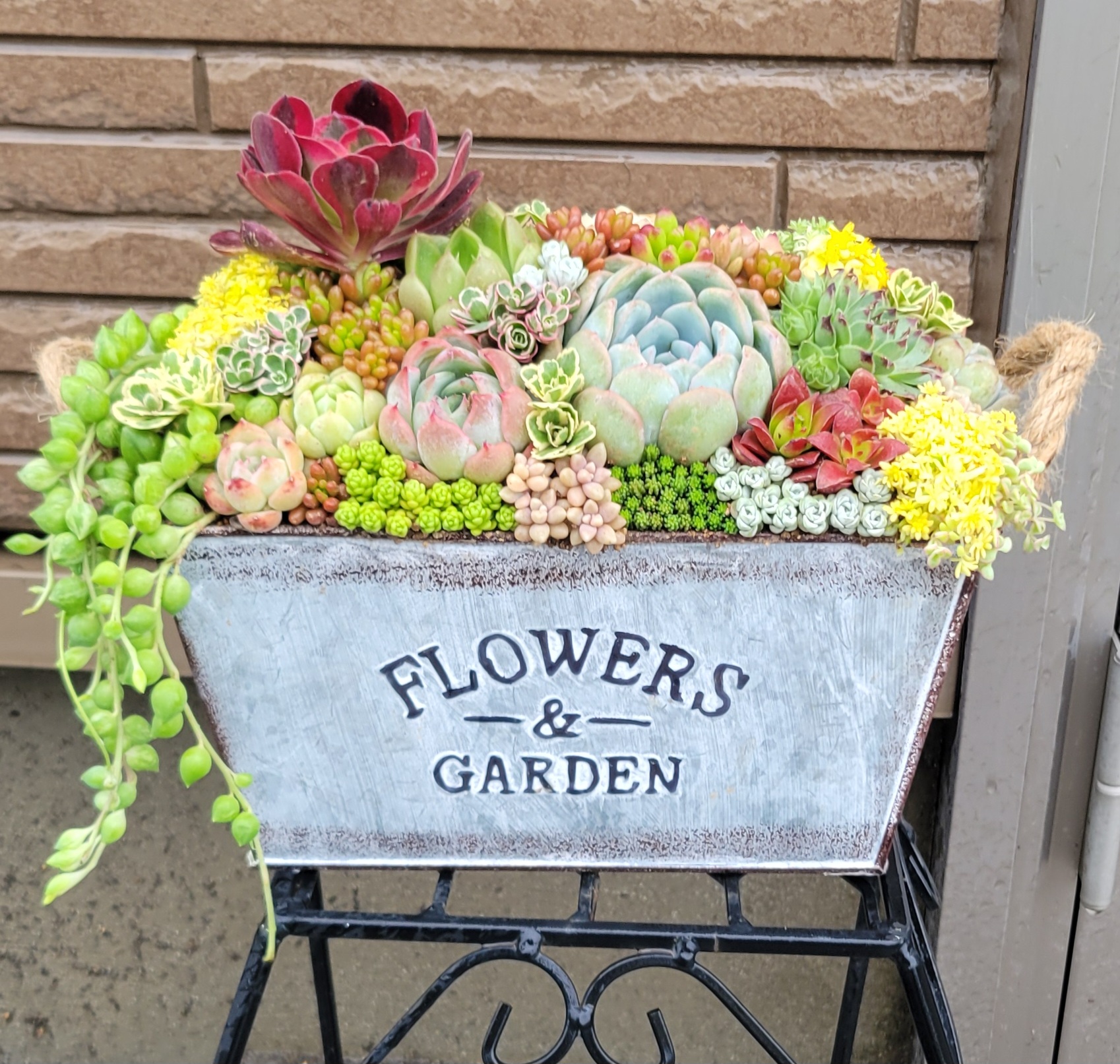 多肉屋でかお - コレクトプランツ