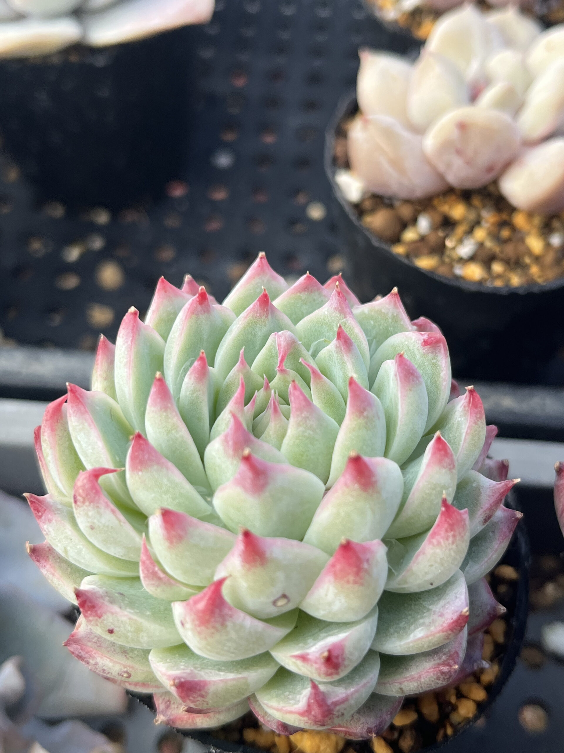 ご確認用多肉^^ 多肉専門VERVE