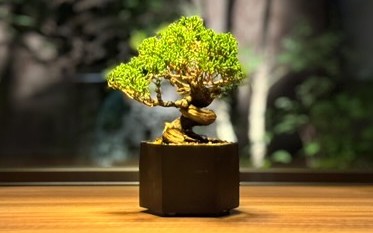FLUX BONSAI - コレクトプランツ